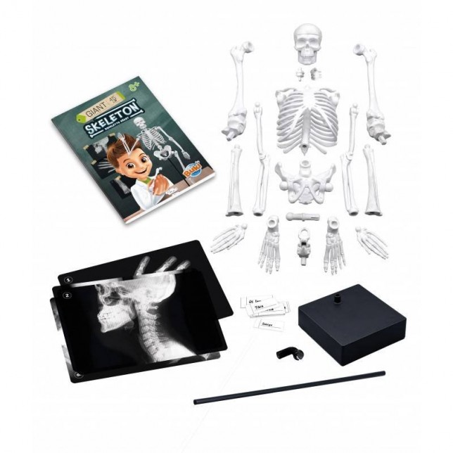 Konstruktorius "Žmogaus skeletas"
