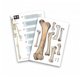 Konstruktorius "Žmogaus skeletas"