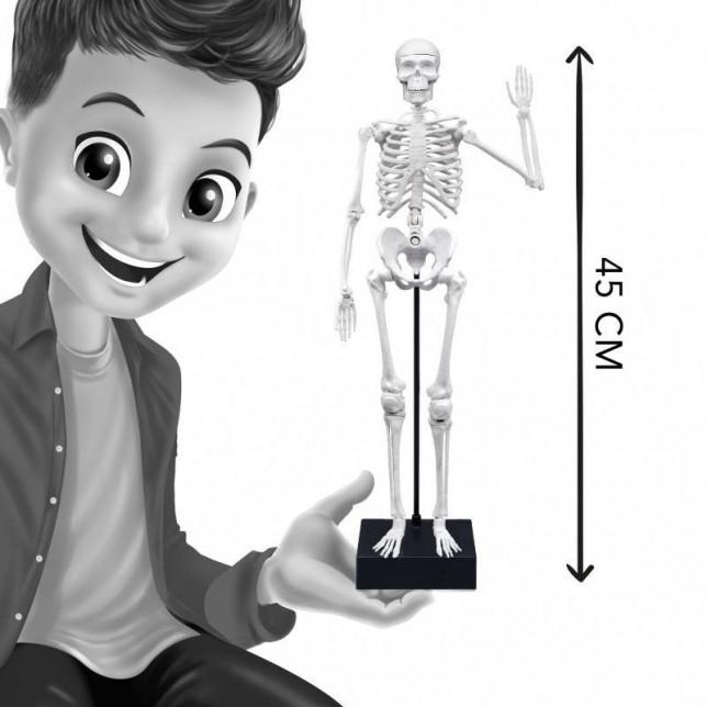 Konstruktorius "Žmogaus skeletas"
