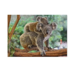 Dodo dėlionė "Koalos" 1000 detalių