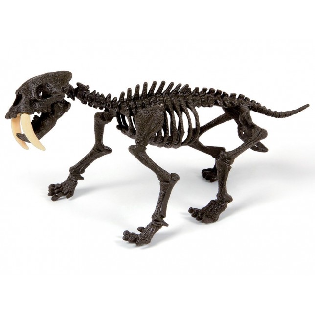 Mokslinis rinkinys - Dinozauro skeletas