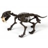 Mokslinis rinkinys - Dinozauro skeletas