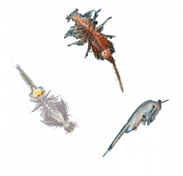 Eksperimentų rinkinys ''Sea Dogs''