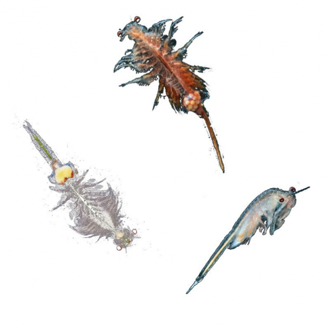 Eksperimentų rinkinys ''Sea Dogs''