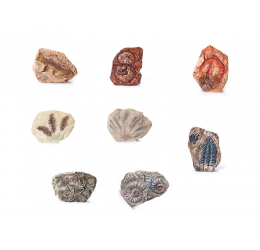Archeologo rinkinys „Fosilijos“
