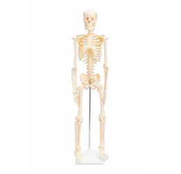 Mažas skeletas