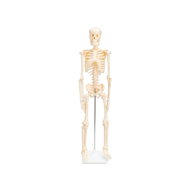Mažas skeletas