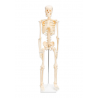Mažas skeletas