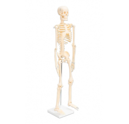 Mažas skeletas