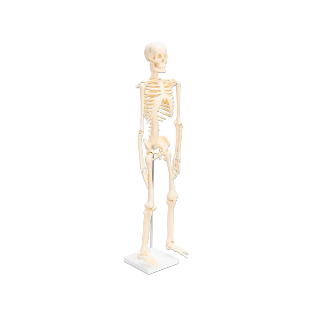 Mažas skeletas