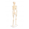 Mažas skeletas