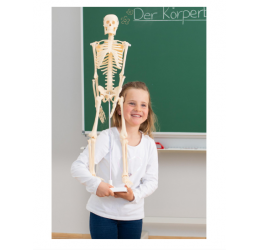Mažas skeletas