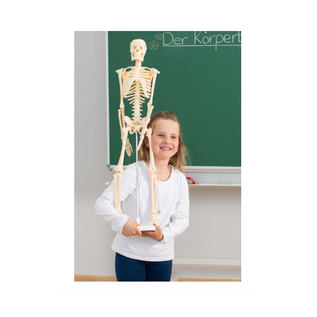Mažas skeletas