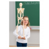 Mažas skeletas