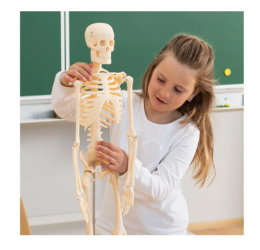 Mažas skeletas