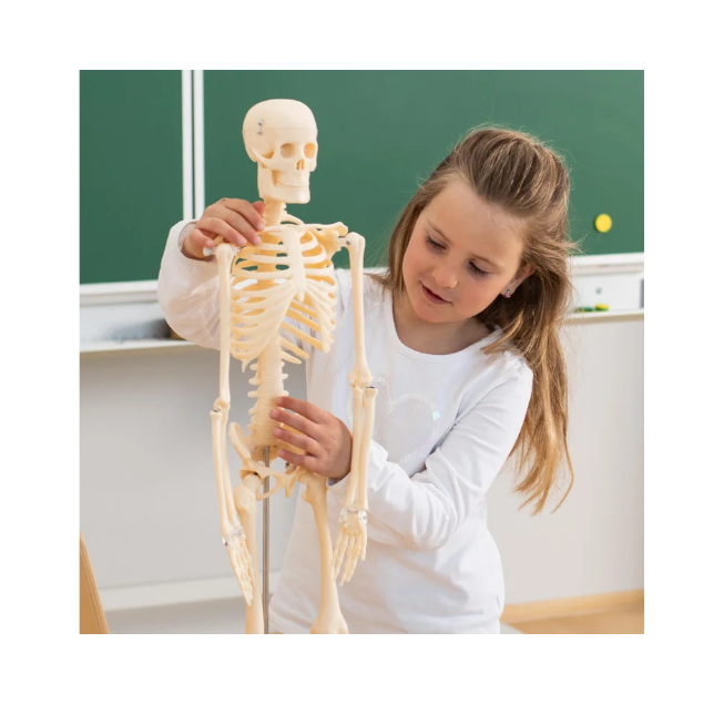 Mažas skeletas