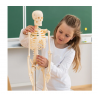 Mažas skeletas