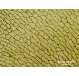 Mikroskopas Biolux Touch 5MP HDMI