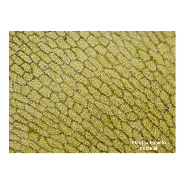 Mikroskopas Biolux Touch 5MP HDMI