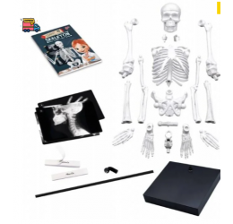 Konstruktorius Didelis žmogaus skeletas 85cm