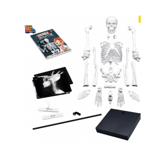 Konstruktorius Didelis žmogaus skeletas 85cm