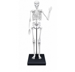 Konstruktorius Didelis žmogaus skeletas 85cm