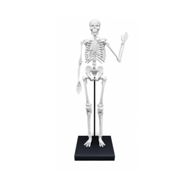 Konstruktorius Didelis žmogaus skeletas 85cm