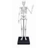 Konstruktorius Didelis žmogaus skeletas 85cm