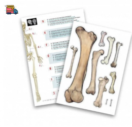 Konstruktorius Didelis žmogaus skeletas 85cm