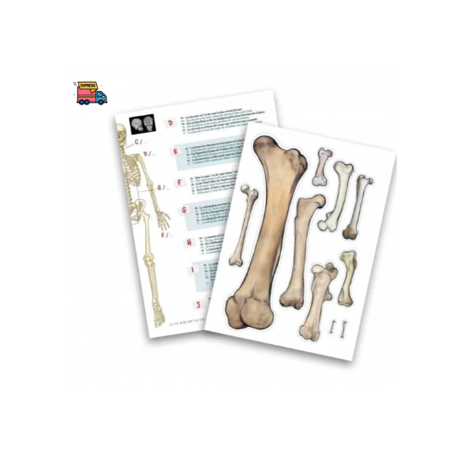 Konstruktorius Didelis žmogaus skeletas 85cm