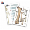 Konstruktorius Didelis žmogaus skeletas 85cm