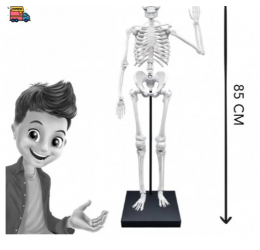 Konstruktorius Didelis žmogaus skeletas 85cm