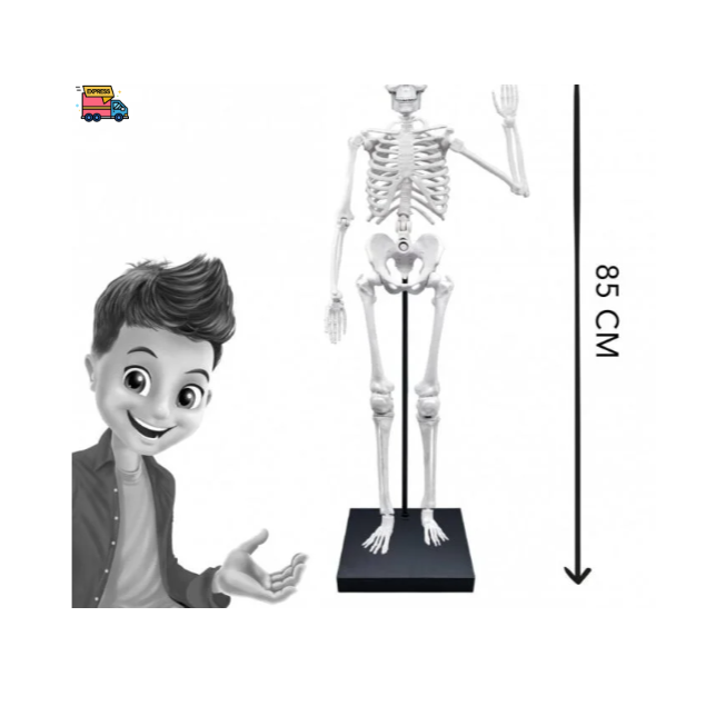 Konstruktorius Didelis žmogaus skeletas 85cm