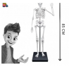 Konstruktorius Didelis žmogaus skeletas 85cm