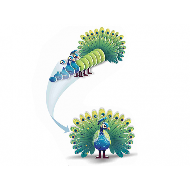 3D kartoninė dėlionė – spalvingas povas